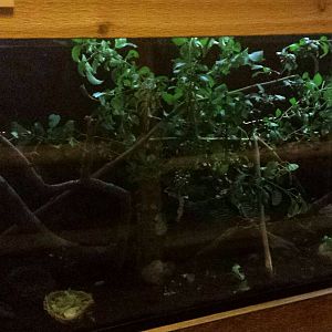 Fragile Kingdom - Fragile Rain Forest - Giant Millipede + Giant Spiny Insec