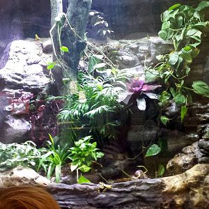Reptiles + Birds - Panamanian Golden Frog Exhibit