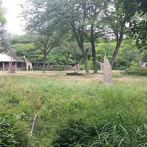 Habitat Africa! - The Savanna - Reticulated Giraffe Exhibit