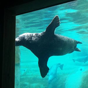 Pinniped Point - Grey Seals