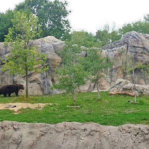 Great Bear Wilderness - Grizzly Bear Exhibit
