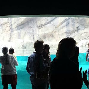 Great Bear Wilderness - Grizzly Bear Underwater Viewing