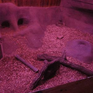 Australia House - First Southern Hairy Nose Wombat Exhibit - Right Side