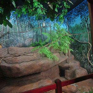 Australia House - Laughing Kookaburra + Tawny Frogmouth Exhibit