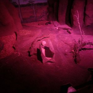 Australia House - Second Southern Hairy Nose Wombat Exhibit