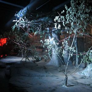 Australia House - Rodrigues Flying Fox Exhibit