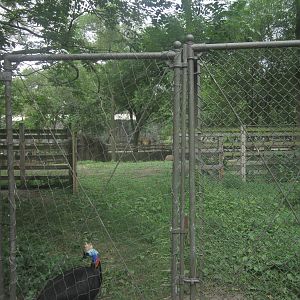 Australia - Double-wattled Cassowary Exhibit