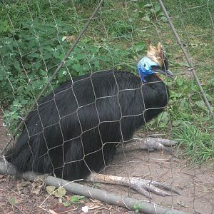 Australia - Double-wattled Cassowary