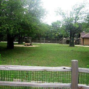 Hoofed Animals - Second Bactrian Camel Exhibit