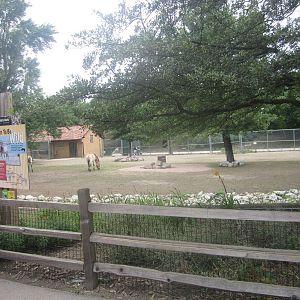 Hoofed Animals - First Przewalski's Horse Exhibit