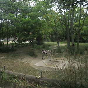 Hoofed Animals - Grant's + Grevy's Zebra Exhibit