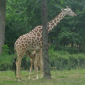 Habitat Africa! The Savanna - Reticulated Giraffes