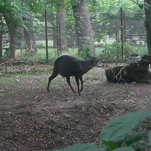 Habitat Africa! - The Forest - Yellow-backed Duiker