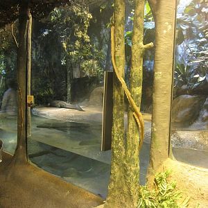 Habitat Africa! The Forest - Dwarf Crocodile Exhibit