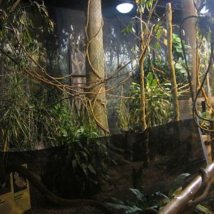 Habitat Africa! The Forest - Royal Antelope + Red-billed Hornbill Exhibit