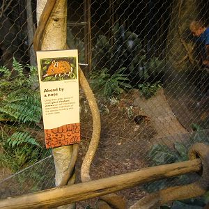 Habitat Africa! - The Forest - Giant Elephant Shrew Exhibit