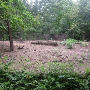 Habitat Africa! The Forest - Red River Hog Exhibit