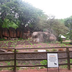 Habitat Africa! The Savanna - African Wild Dog Exhibit