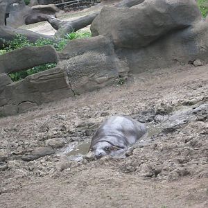 Pachyderms - Pygmy Hippopotamus