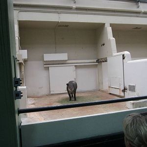 Pachyderms - Baird's Tapir Indoor Exhibit