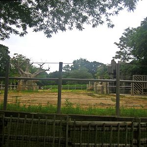 Pachyderms - Right Eastern Black Rhinoceros Exhibit