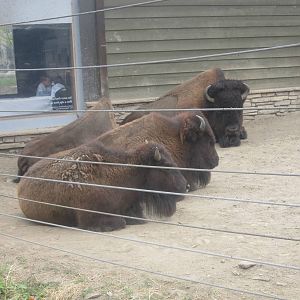 Great Bear Wilderness - American Bisons