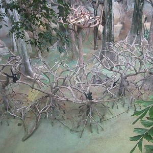 Tropic World - Asia - White-cheeked Gibbons