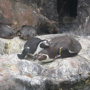 Living Coast - Humboldt Penguins