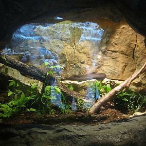 Living Coast - Puerto Rican Boa Exhibit