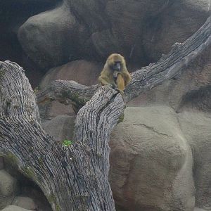 Baboon Island - Guinea Baboon