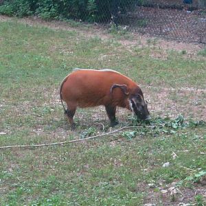 Habitat Africa! The Savanna - Red River Hog