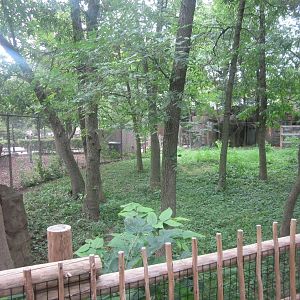 Australia - Double-wattled Cassowary Exhibit