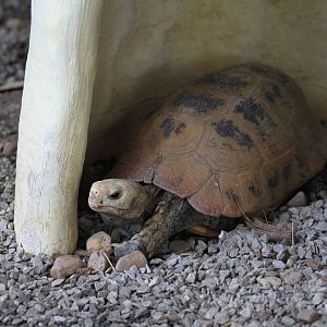 Elongated Tortoise