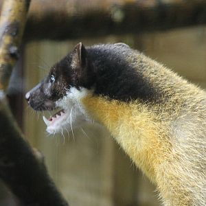 Northern yellow-throated marten