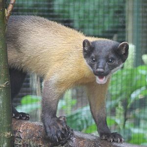 Northern yellow-throaded marten