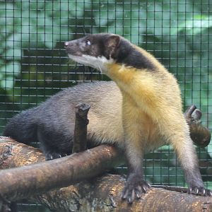 Northern yellow-throated marten