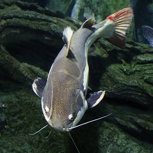 Another Fish ID Please?