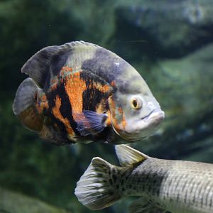 And Another Fish ID Please?