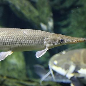 Yet Another Fish ID Please?