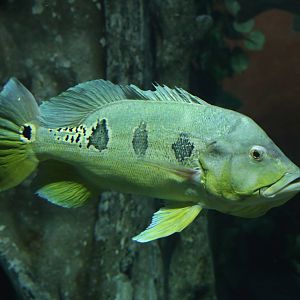 One More Fish ID Please?