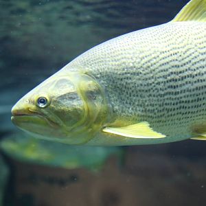 Last Fish ID Please?