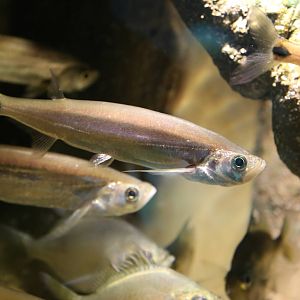 Sward Minnow (Macrochirichthys macrochirus)