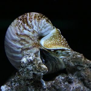 Chambered Nautilus