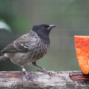 Red-vented Bulbul?