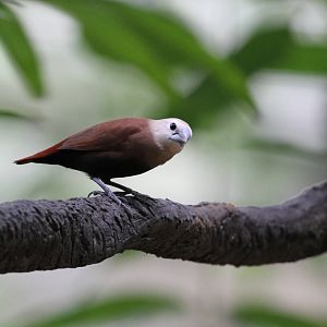 Another Bird ID Please?