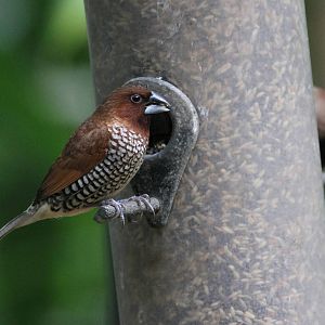 Another Bird ID Please?