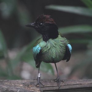 And Yet Another Bird ID Please?