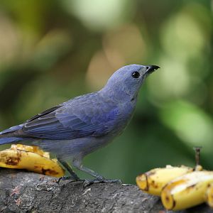 Last Bird ID Request Today!