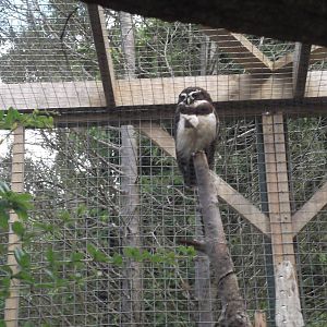 spectacled owl (through mesh)