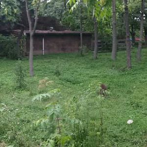 Australia House - Bennett's Wallaby Exhibit